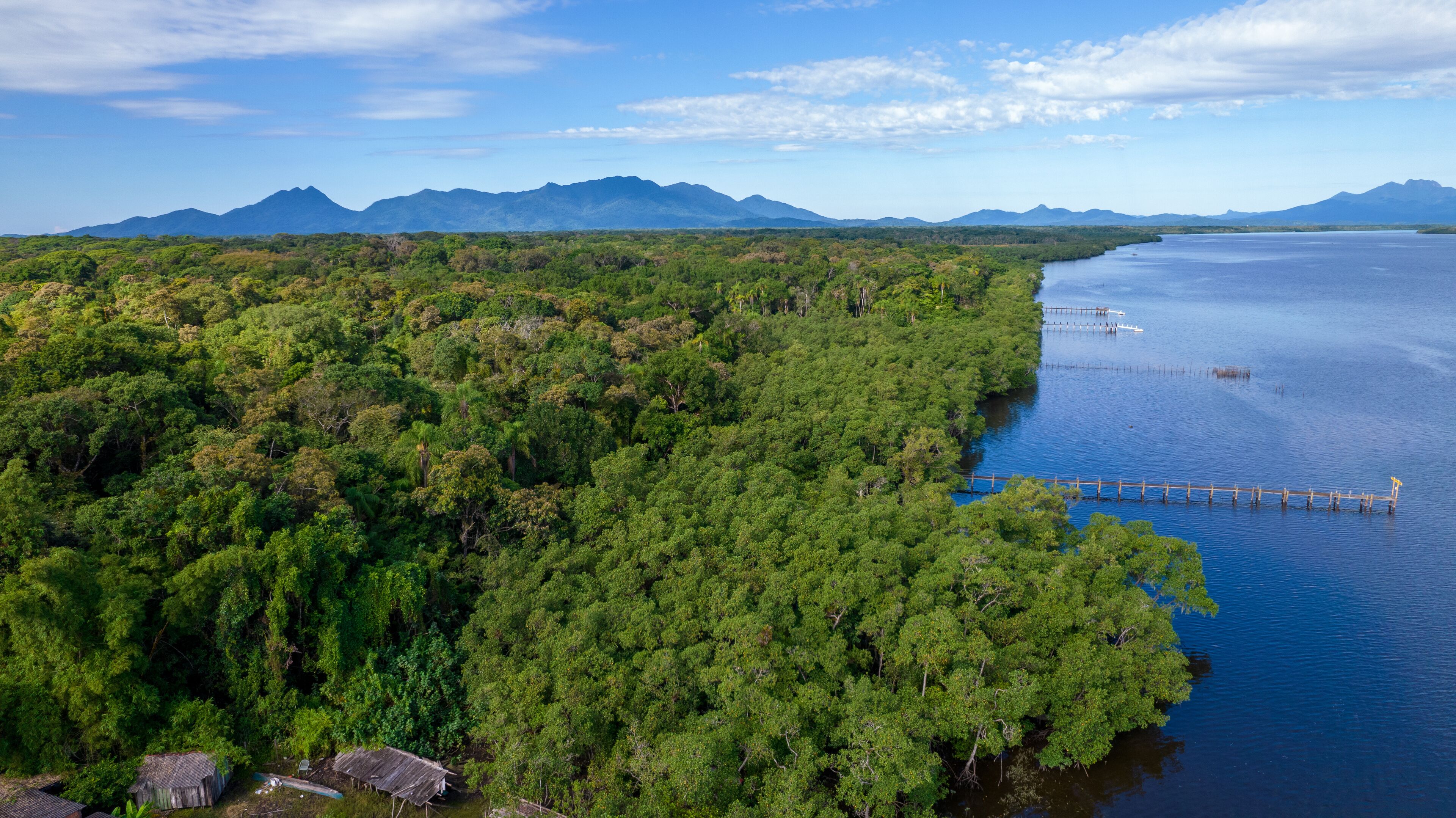 A dense forested area with a river and a dock extending into the water.