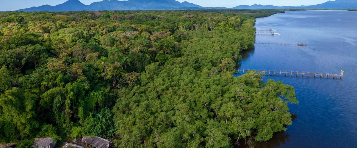 A dense forested area with a river and a dock extending into the water.