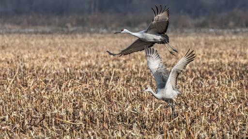 Two sandhill cranes take flight from a cornfield at Indiana's Jasper-Pulaski Fish and Wildlife Area.
