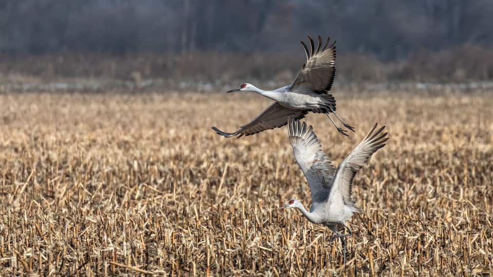 Two birds in flight over a field of dry grass.
