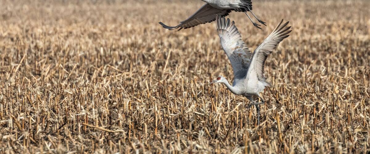 Two birds in flight over a field of dry grass.