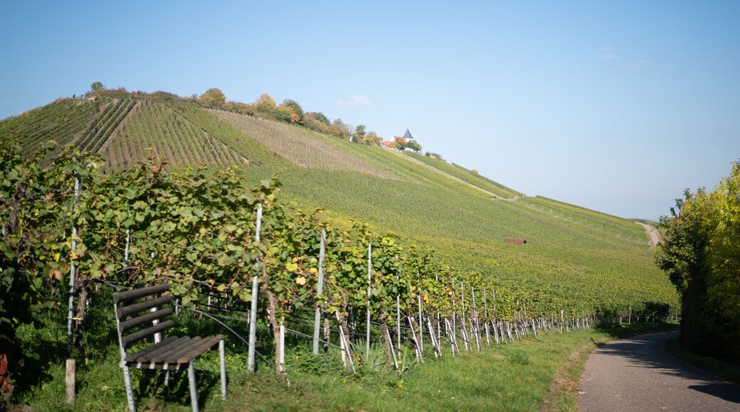 Landscape in Cleebronn, Baden Wurttemberg