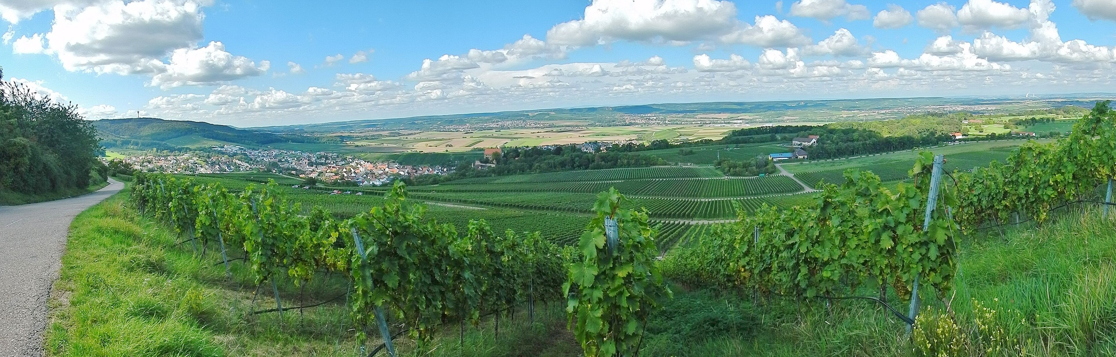Blick über die Weinberge in Richtung Cleebronn