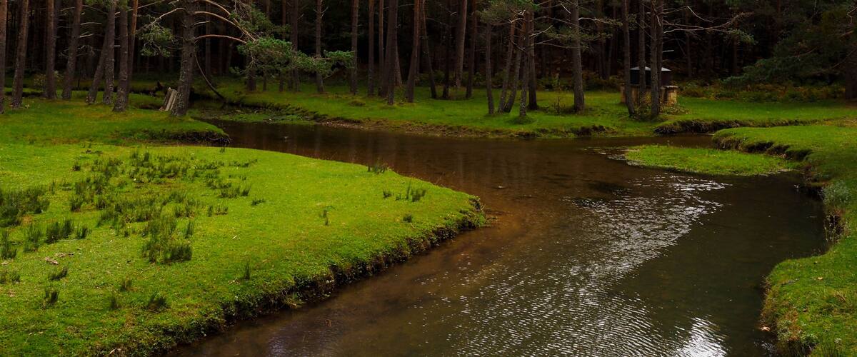 A river winding through a forest with tall trees and grassy banks.