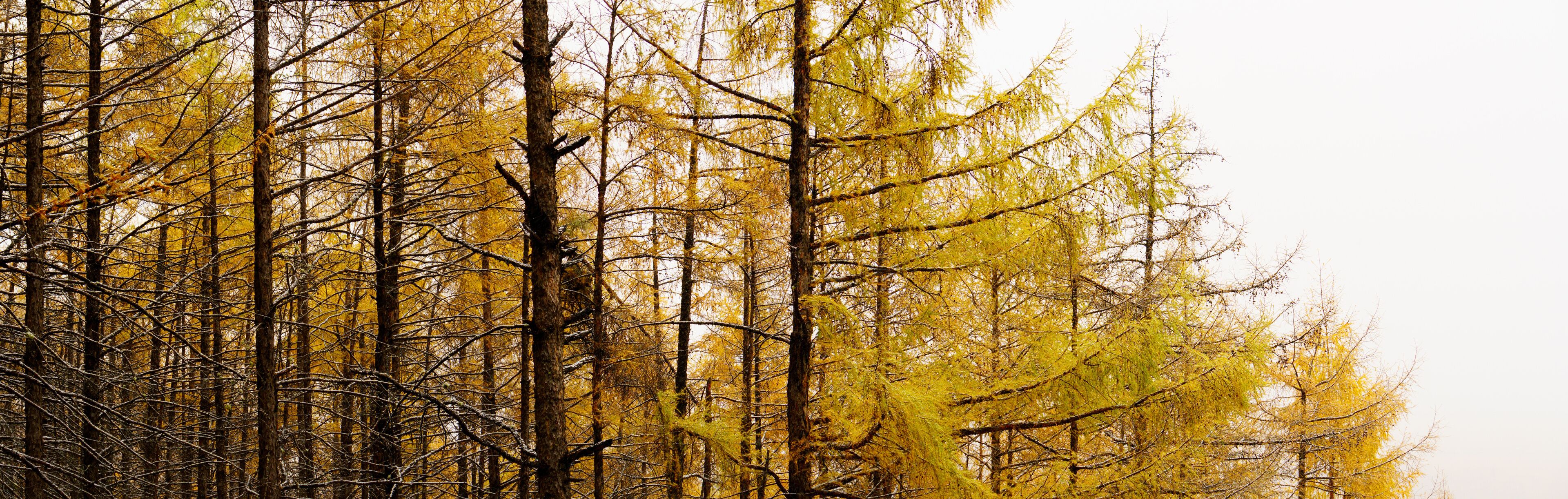 panorama view of snowy scenery fall of the larch forest.