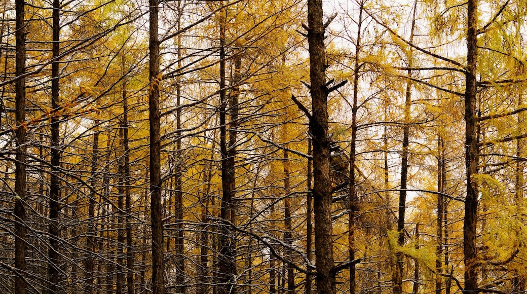 panorama view of snowy scenery fall of the larch forest.