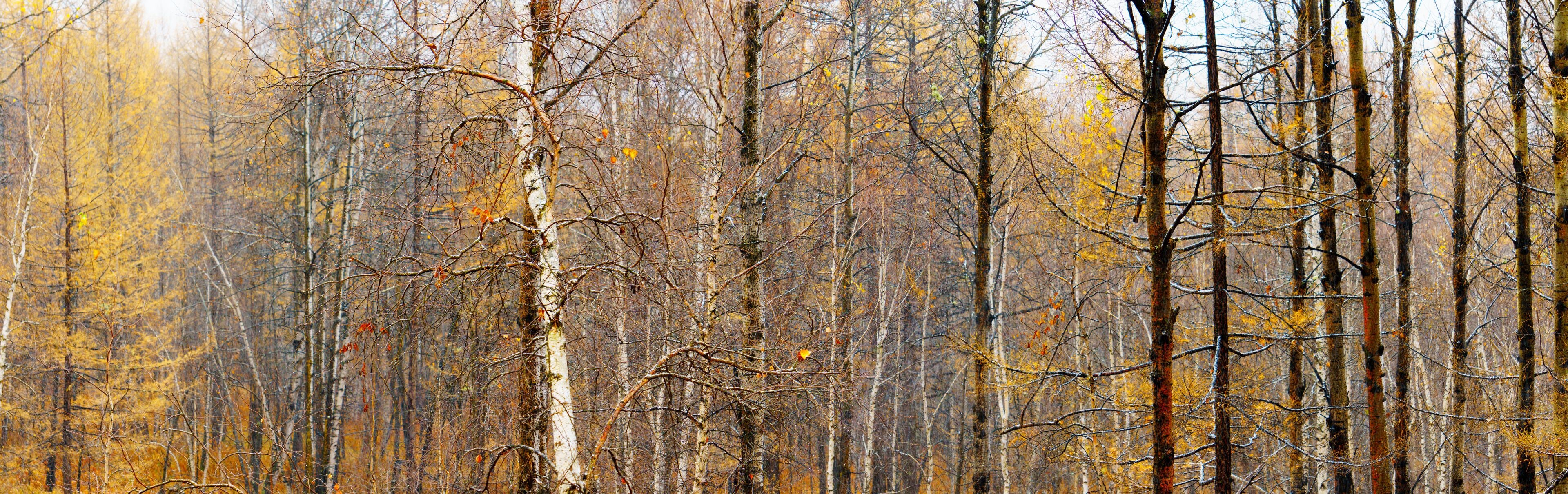 panorama view of snowy scenery fall of the larch forest , A snowy forest in autumn scenery, panorama view of autumn woodland scenery,  A snowy forest scene.