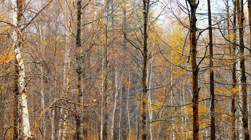 panorama view of snowy scenery fall of the larch forest , A snowy forest in autumn scenery, panorama view of autumn woodland scenery, A snowy forest scene.