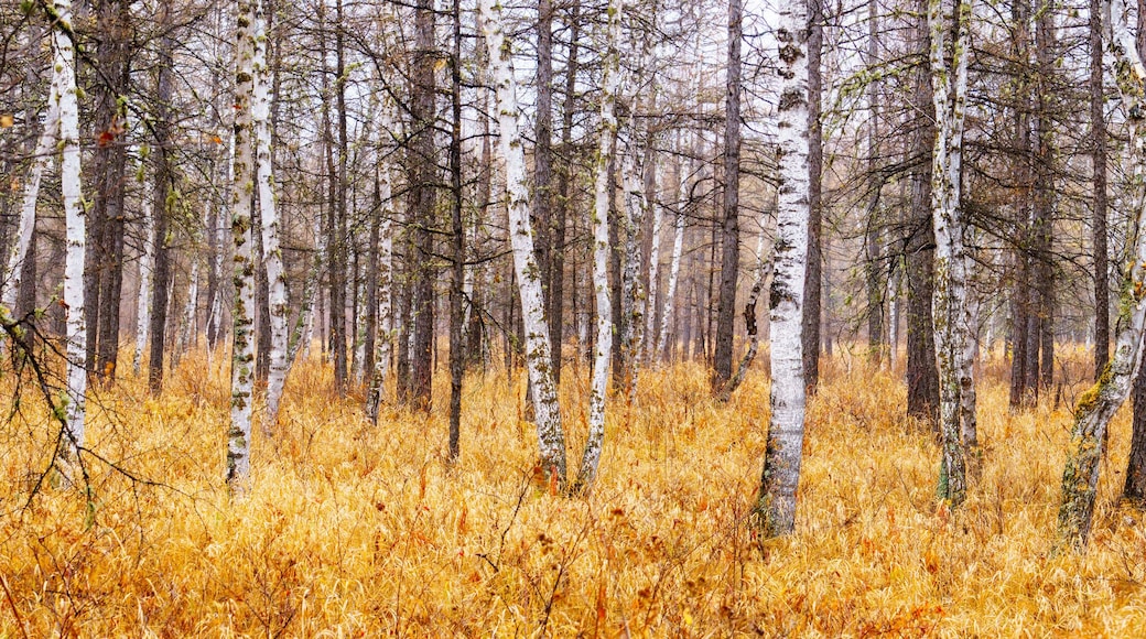 autumn in forest. panorama view of birch and larch forest.