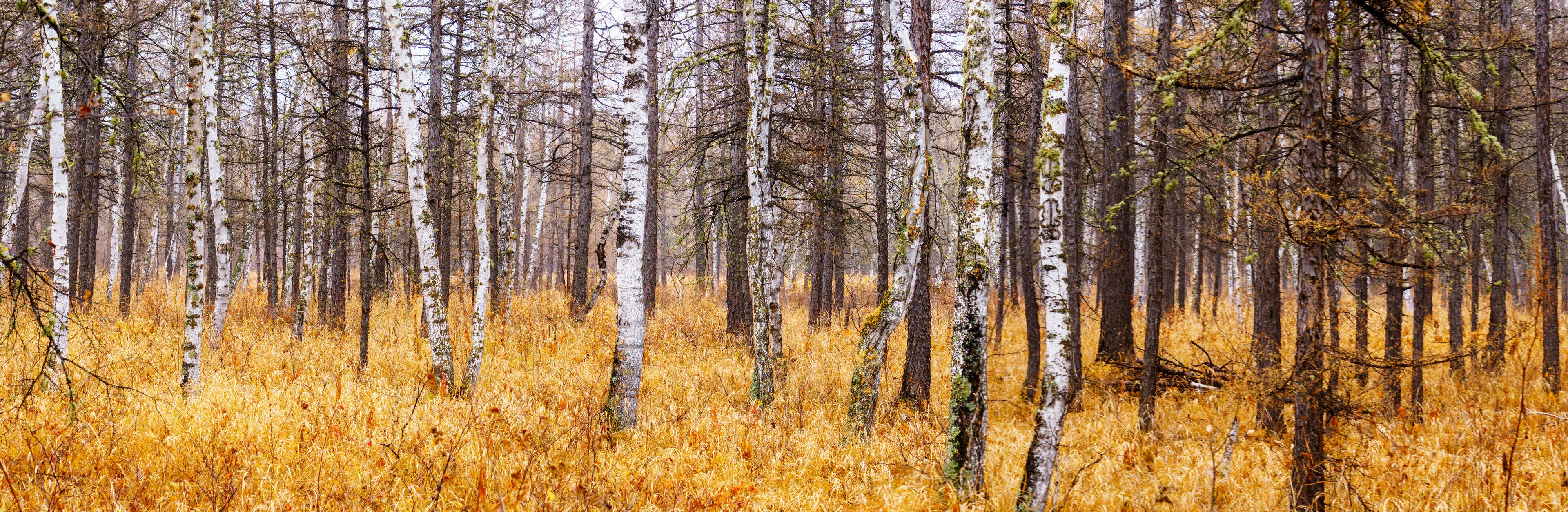 A dense forest with birch trees and golden-brown grass.
