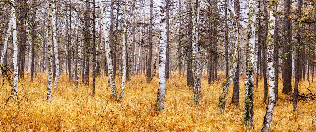 A dense forest with birch trees and golden-brown grass.