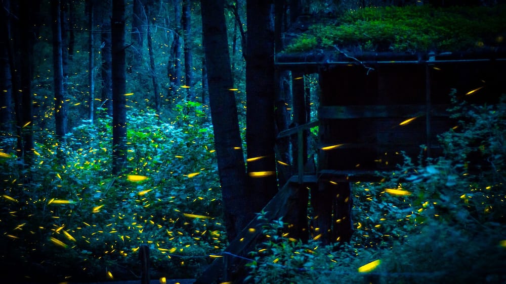 Luciérnagas en Nanacamilpa México