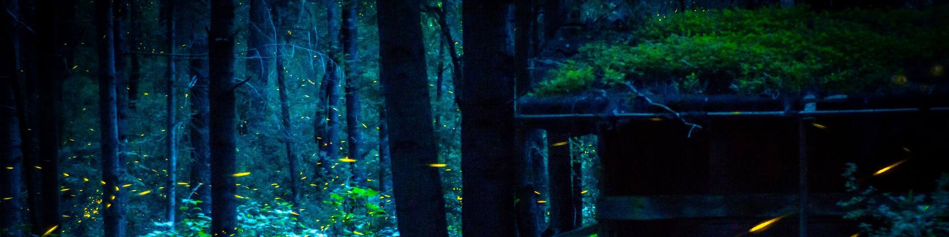 Luciérnagas en Nanacamilpa México