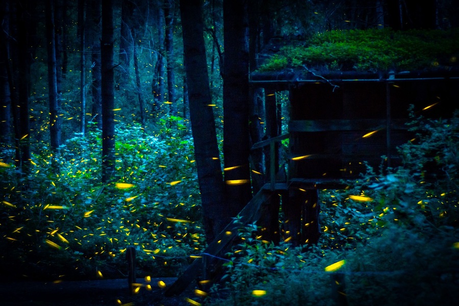 Luciérnagas en Nanacamilpa México