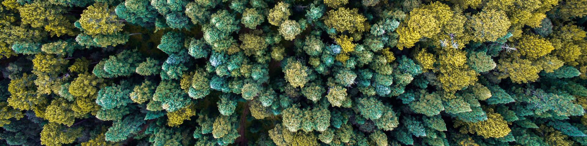 Vista aérea del boque de luciernaga en Nanacamilpa