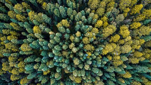 Vista aérea del boque de luciernaga en Nanacamilpa