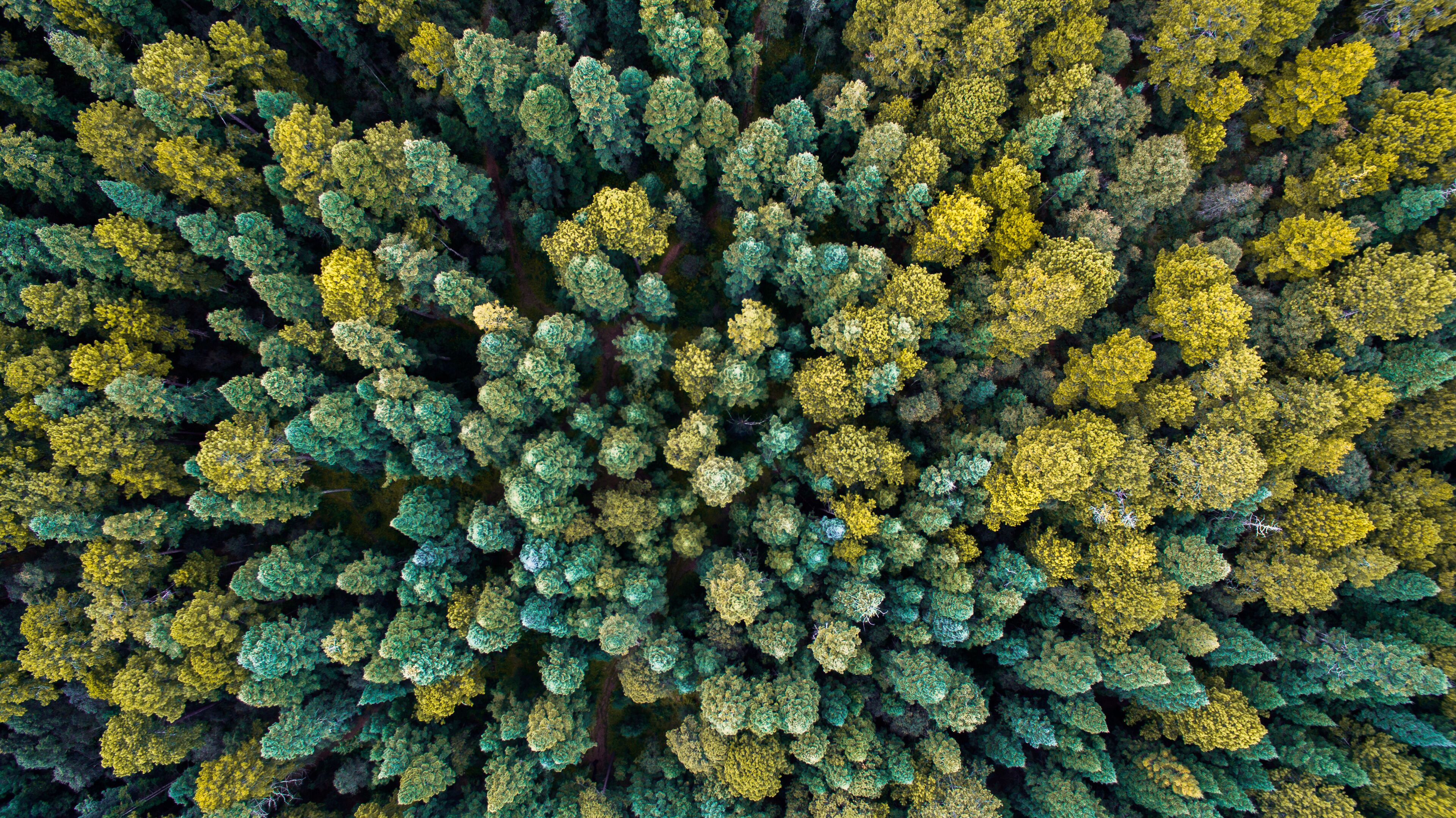 An aerial view of a dense forest with a mix of green and yellow foliage.