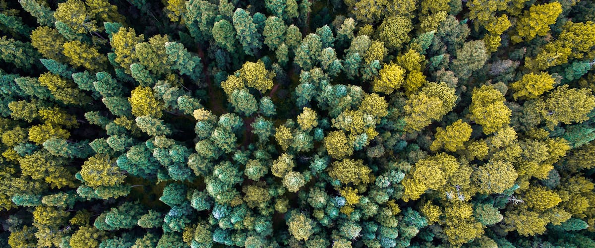 An aerial view of a dense forest with a mix of green and yellow foliage.