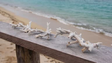 Dried coral on the wooden fence, with sunset beach view.