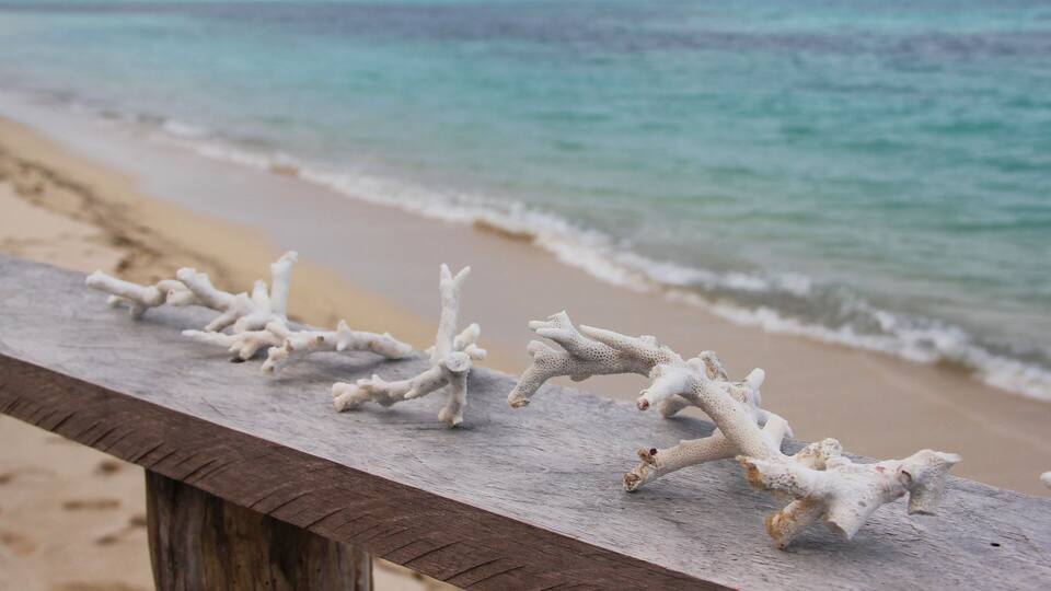 A wooden bench with white coral-like sculptures on a beach.