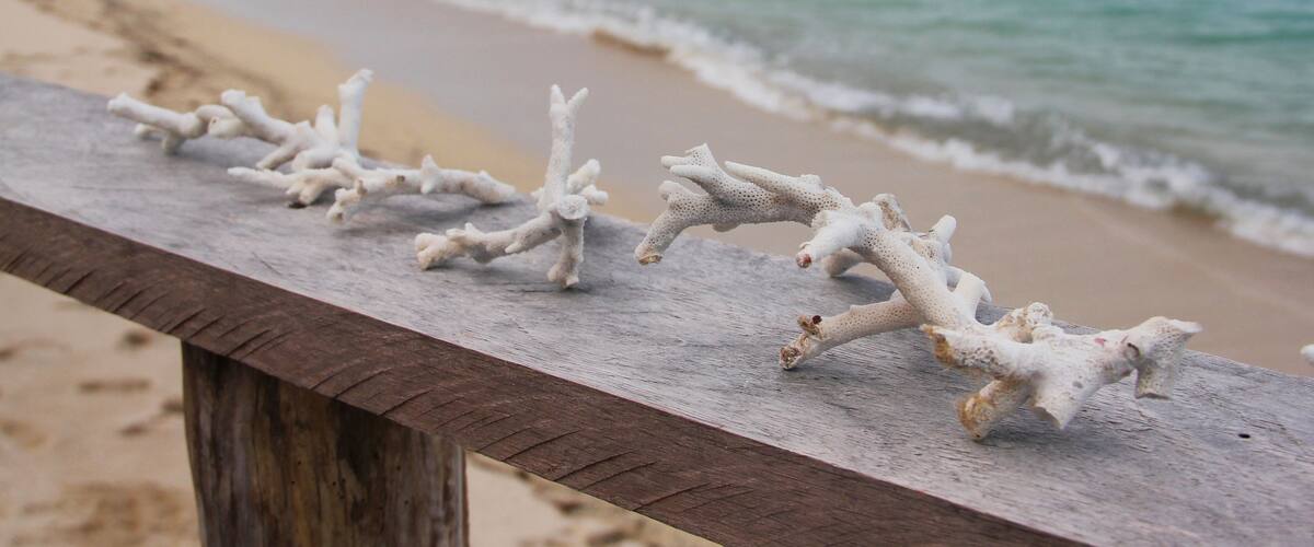A wooden bench with white coral-like sculptures on a beach.