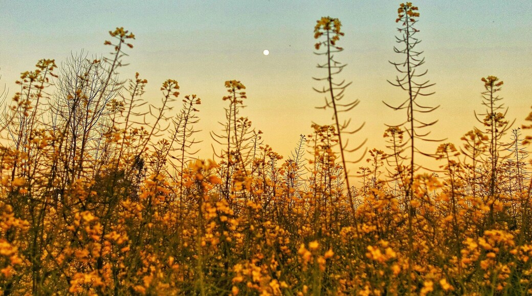 That feeling of Punjabiyat while loitering around mustard fields with full moon rising one side and sun setting on the other.
#IncredibleIndia