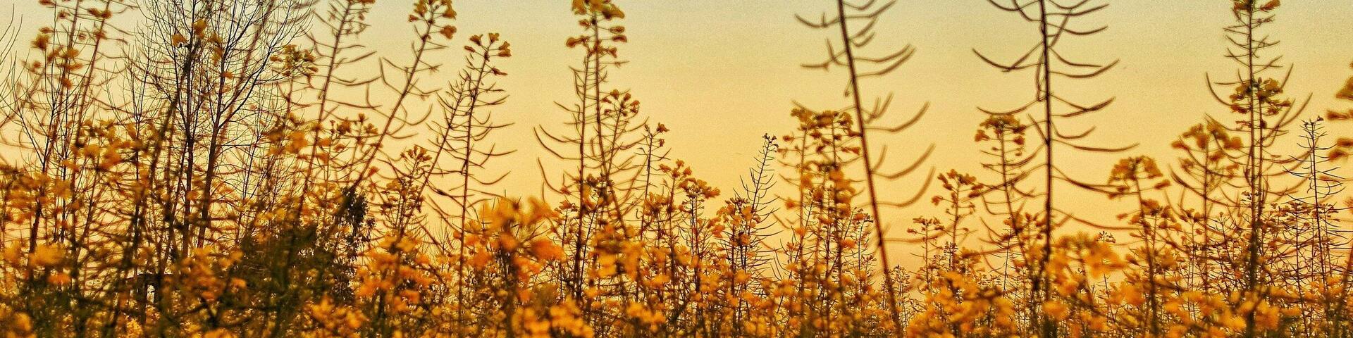 That feeling of Punjabiyat while loitering around mustard fields with full moon rising one side and sun setting on the other.
#IncredibleIndia