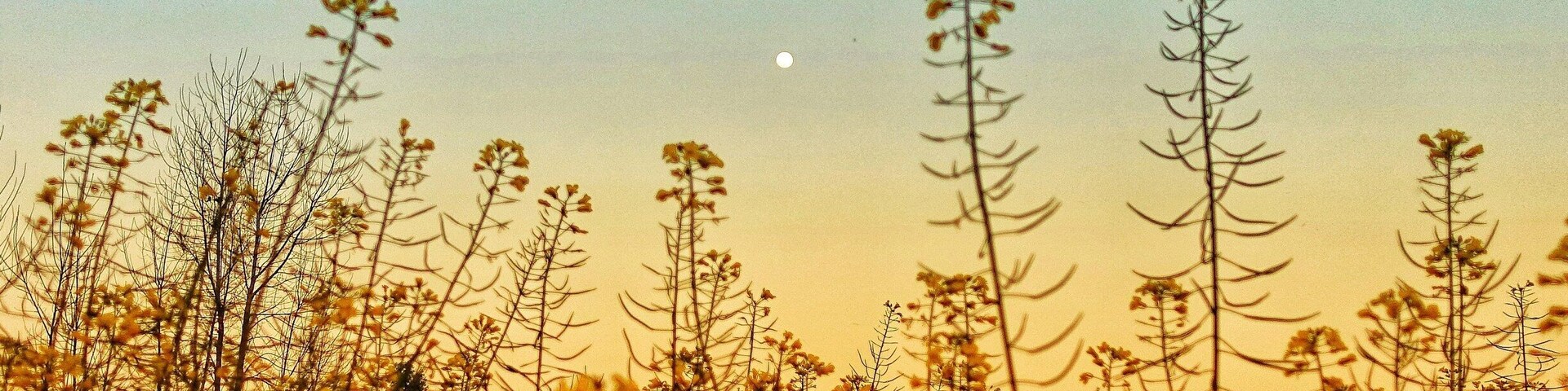 That feeling of Punjabiyat while loitering around mustard fields with full moon rising one side and sun setting on the other.
#IncredibleIndia