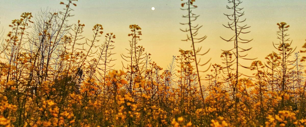 A field of yellow flowers with tall, thin plants under a clear sky.