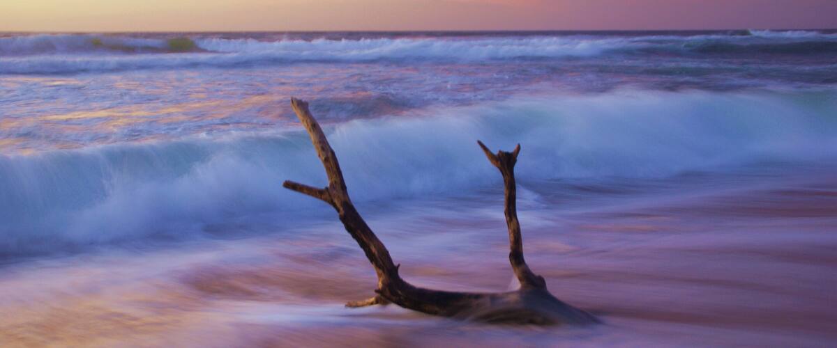 A sunset over the ocean with a fallen tree in the foreground.