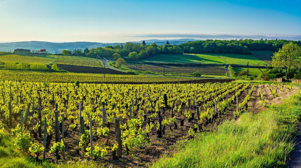 Panoramic landscape at sunrise with vineyards and countryside in Beaujolais