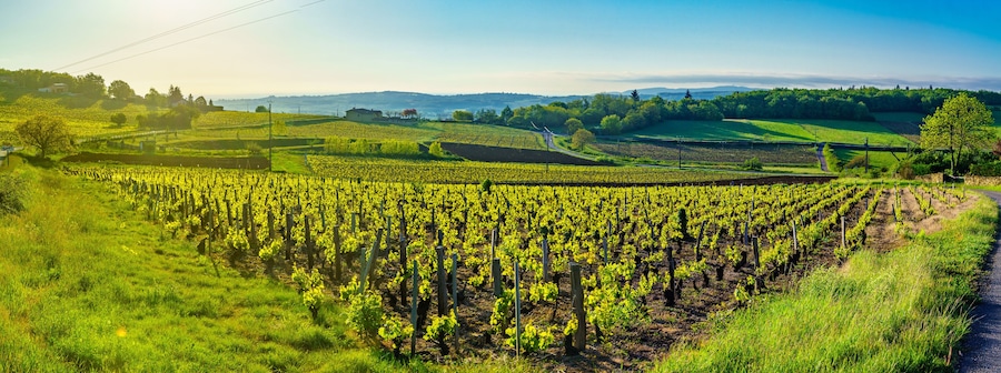 Panoramic landscape at sunrise with vineyards and countryside in Beaujolais