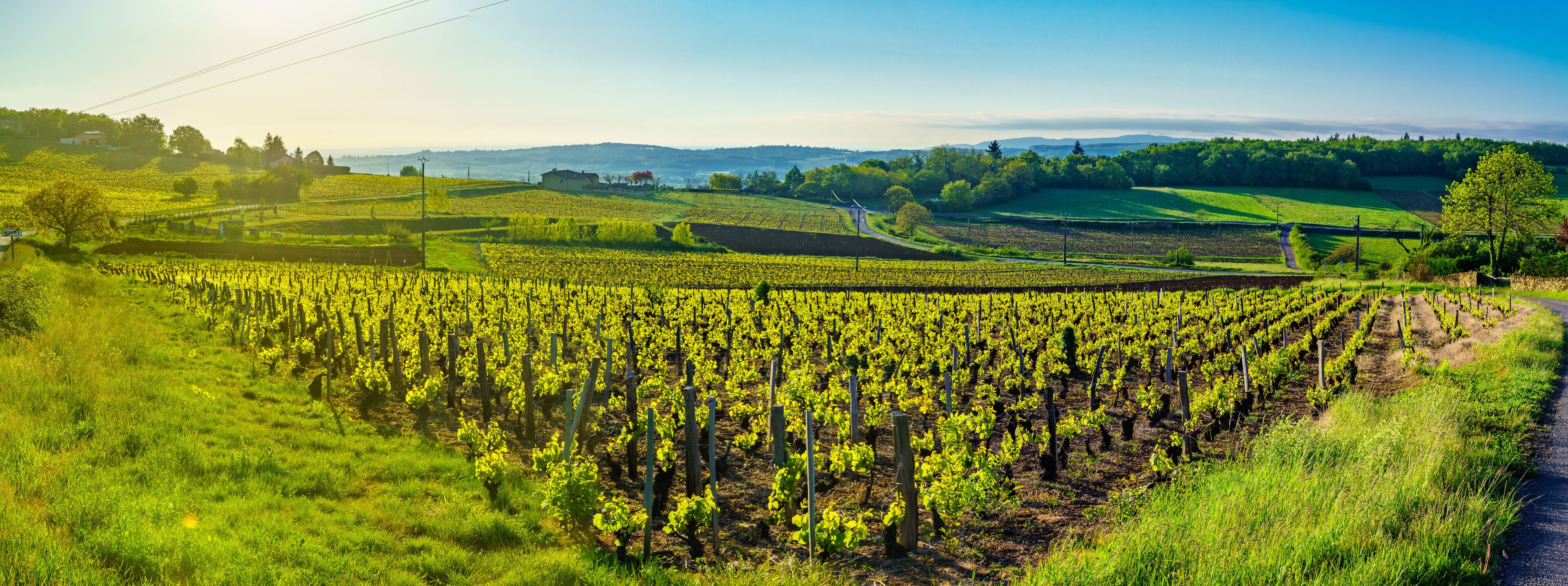A vineyard with rows of grapevines, rolling hills, and distant mountains.