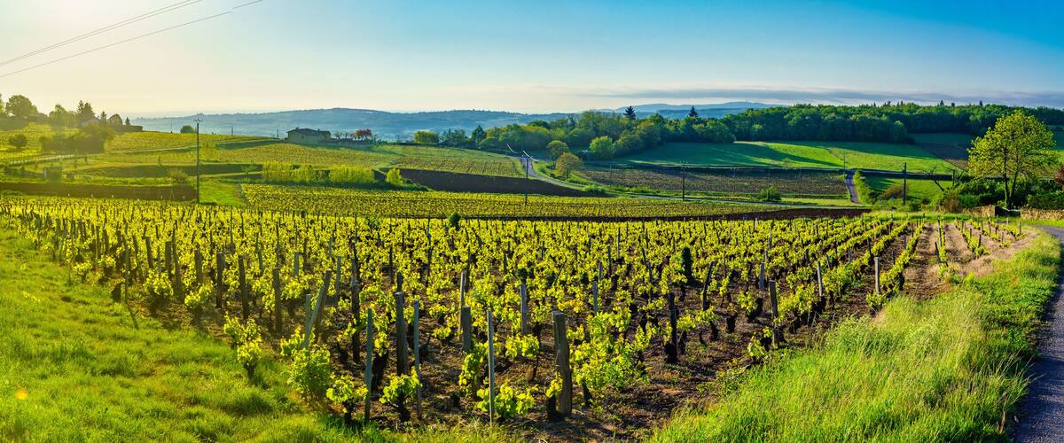 A vineyard with rows of grapevines, rolling hills, and distant mountains.