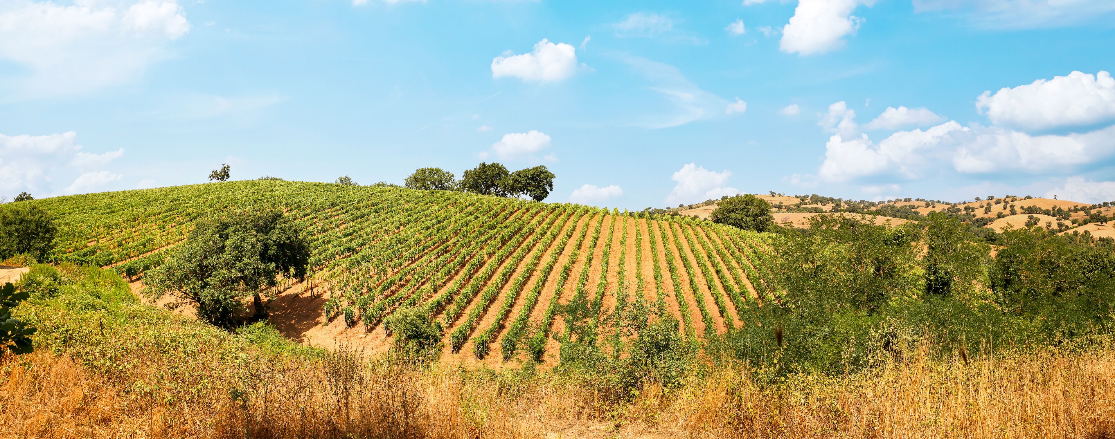Wine production with ripe grapes before harvest in an old vineyard with winery in the tuscany wine growing area near Montepulciano, Italy Europe