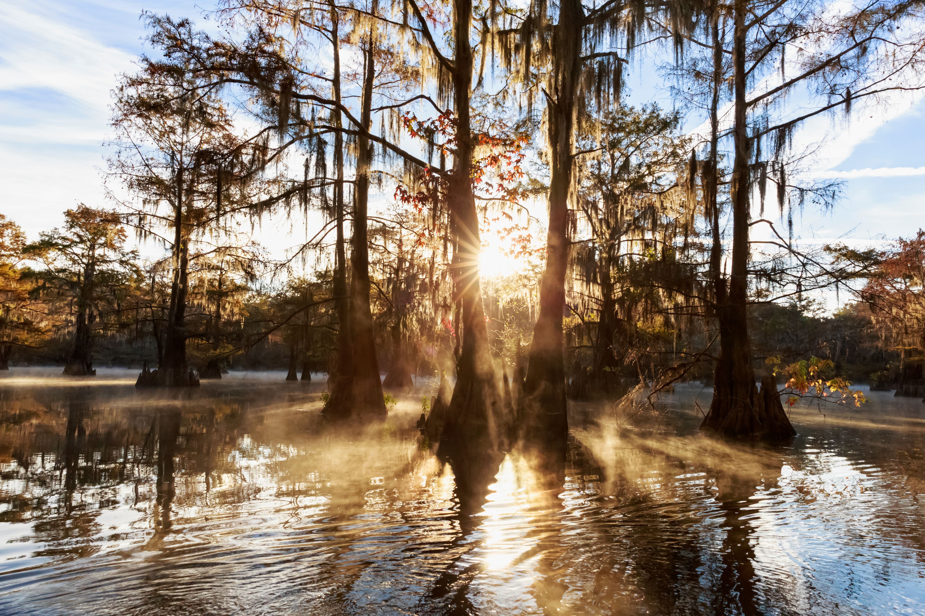 A swamp with trees and a body of water reflecting sunlight.