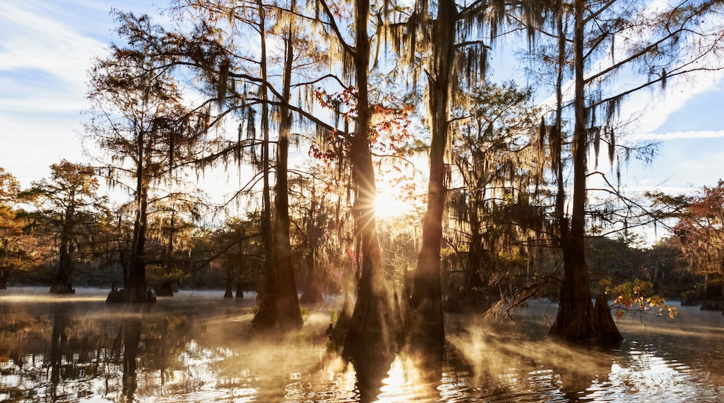 Una palude con alberi e uno specchio d'acqua che riflette la luce del sole.