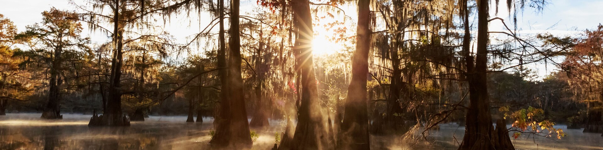 Un marais avec des arbres et une étendue d’eau qui reflète la lumière du soleil.