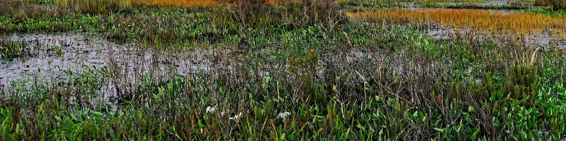 autumn foliage in a cypress swamp