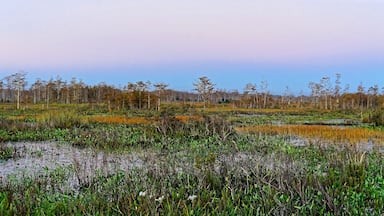 autumn foliage in a cypress swamp