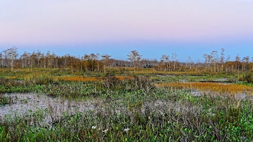autumn foliage in a cypress swamp