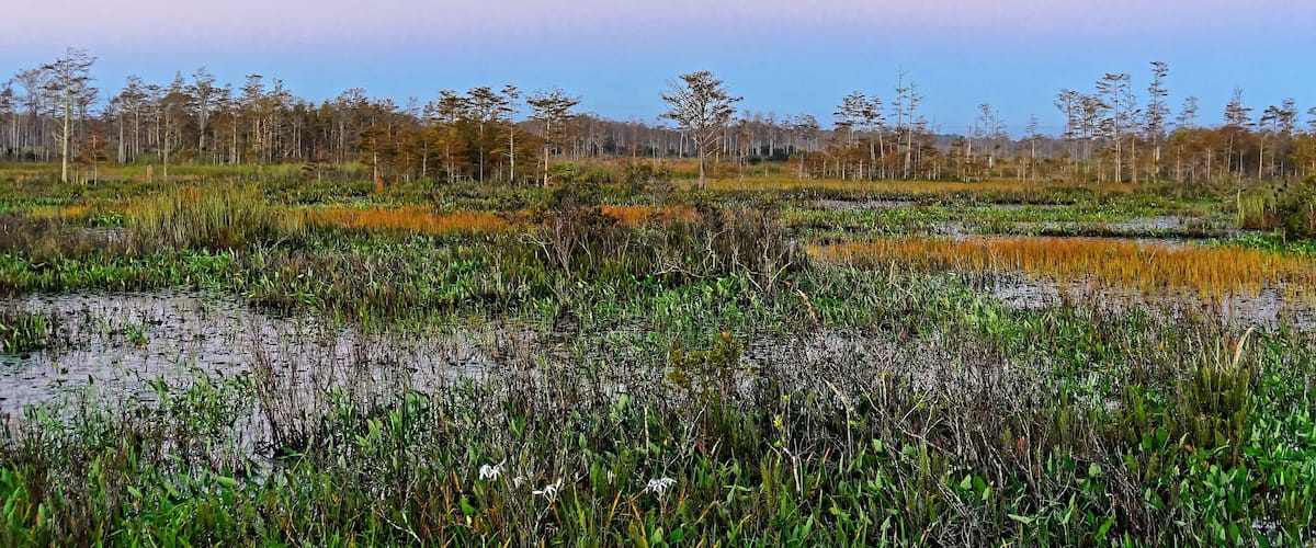 autumn foliage in a cypress swamp