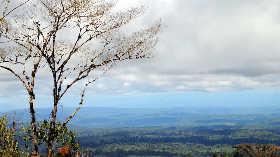 A tree with bare branches overlooking a vast landscape.