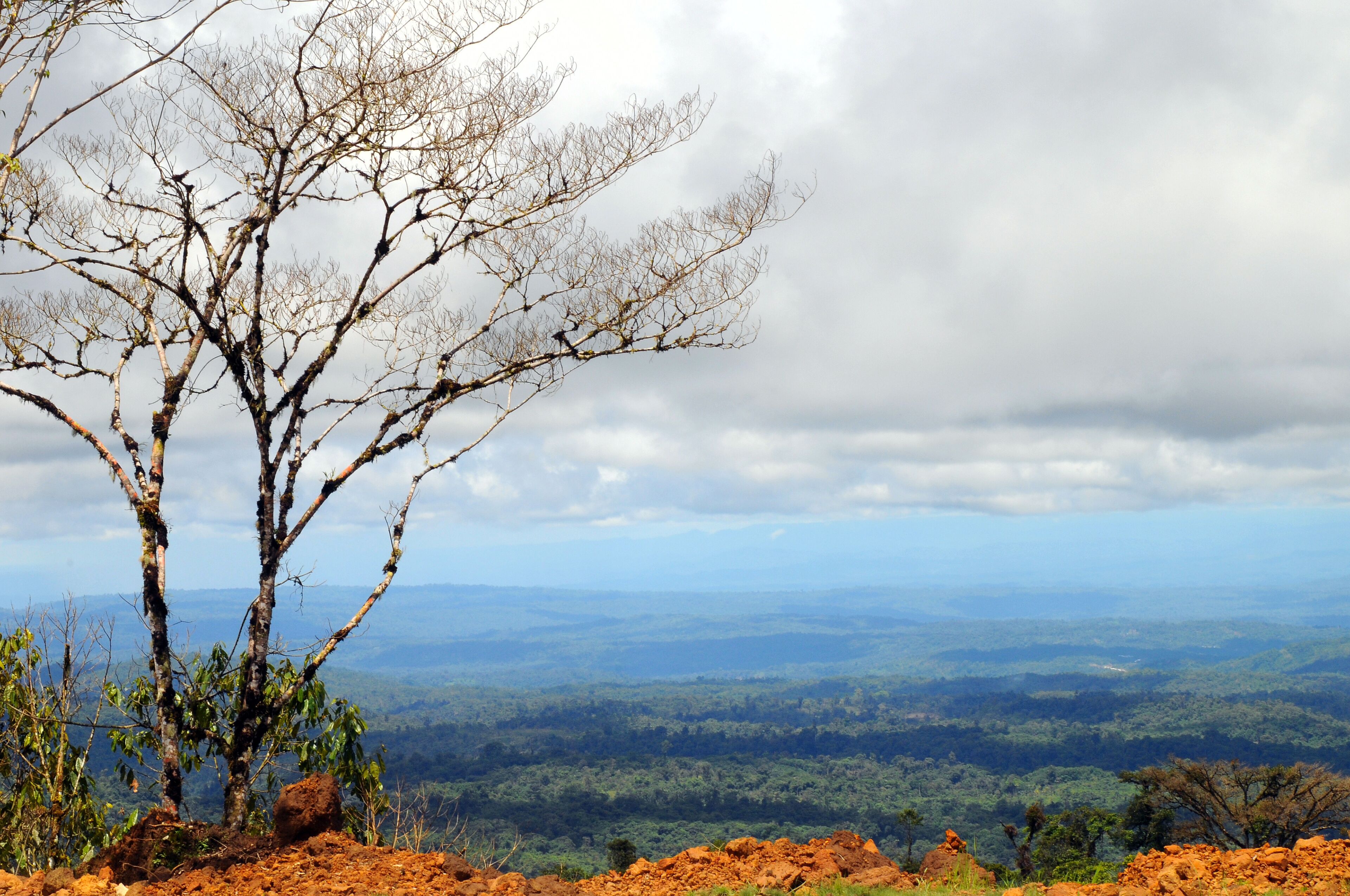 A tree with bare branches overlooking a vast landscape.