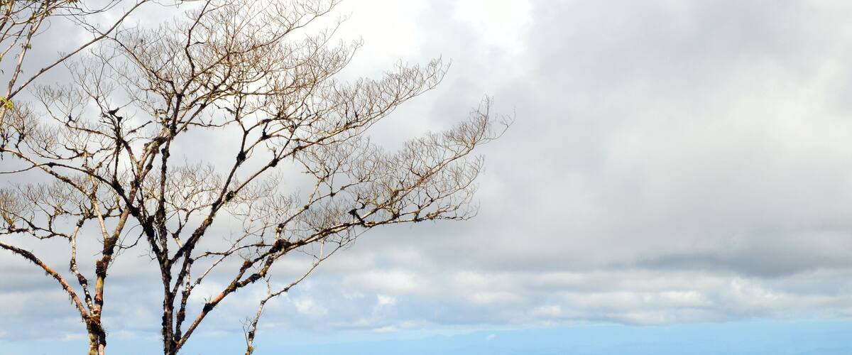 A tree with bare branches overlooking a vast landscape.