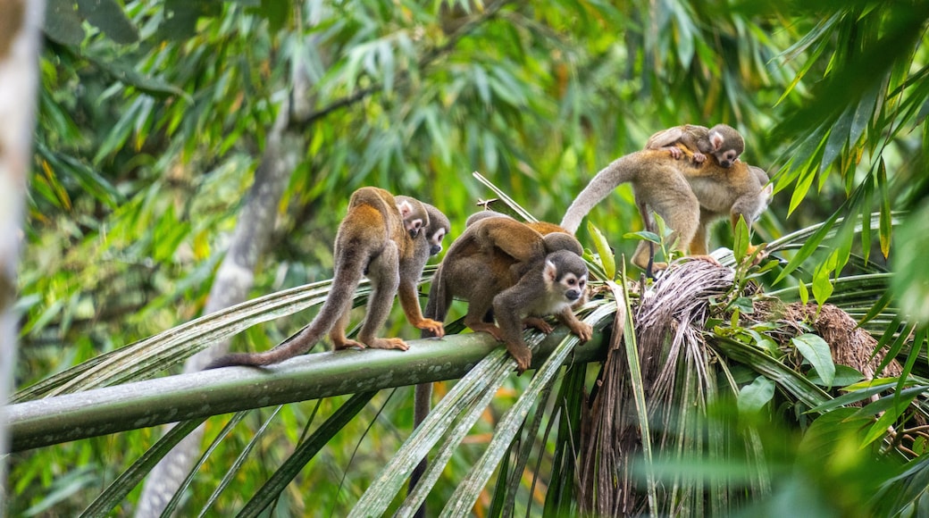 Ecuadorian squirrel monkey (Saimiri cassiquiarensis macrodon) mothers with babies, climbing a tree at a jungle lodge in Archidona, in Napo province, Ecuador