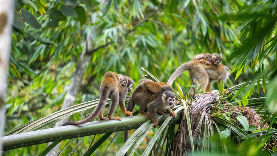 Monkeys on a tree branch in a dense green forest.