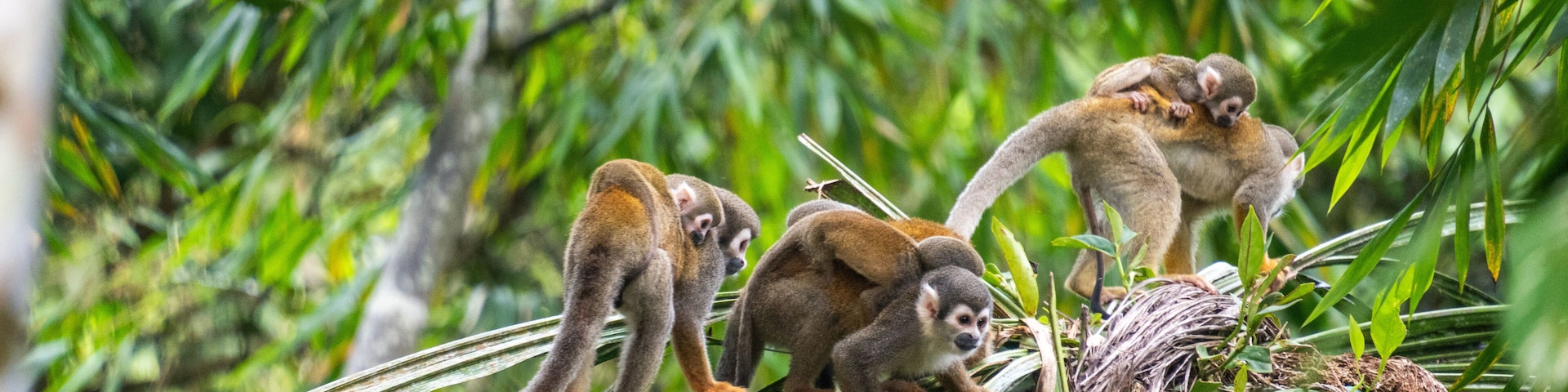 Macacos em um galho de árvore em uma floresta verde densa.