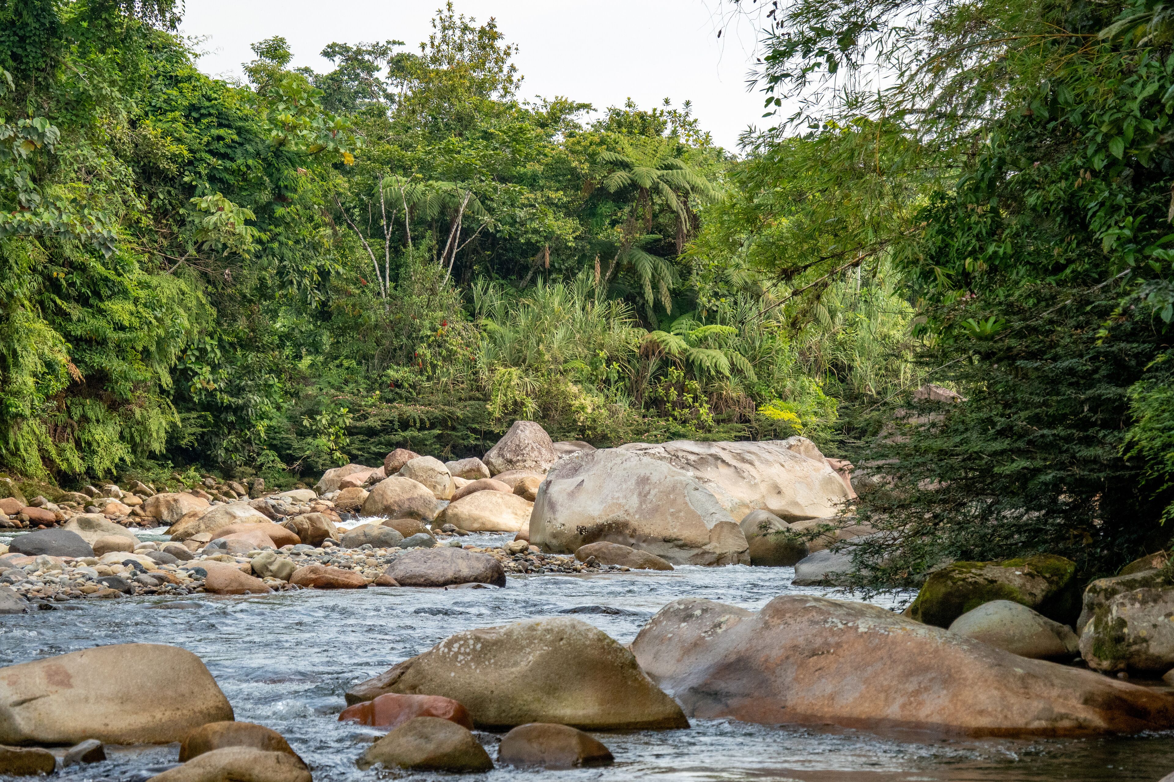 Rapids on a river flowing through the jungle in Archidona, Ecuador