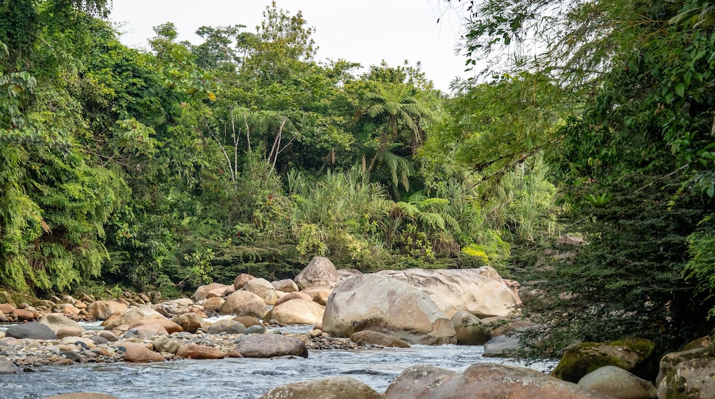 Rapids on a river flowing through the jungle in Archidona, Ecuador